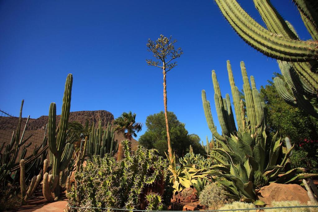 Sunny Bungalow With Garden #1 Maspalomas  Exteriör bild